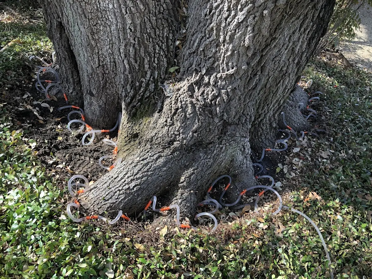 Detailed Tree Cabling and Bracing job site in Ruidoso
