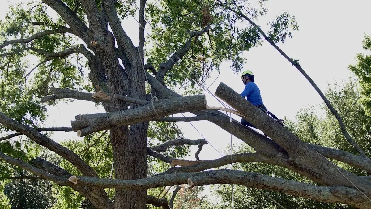 Professional Crown Thinning performed by certified arborists in Ruidoso