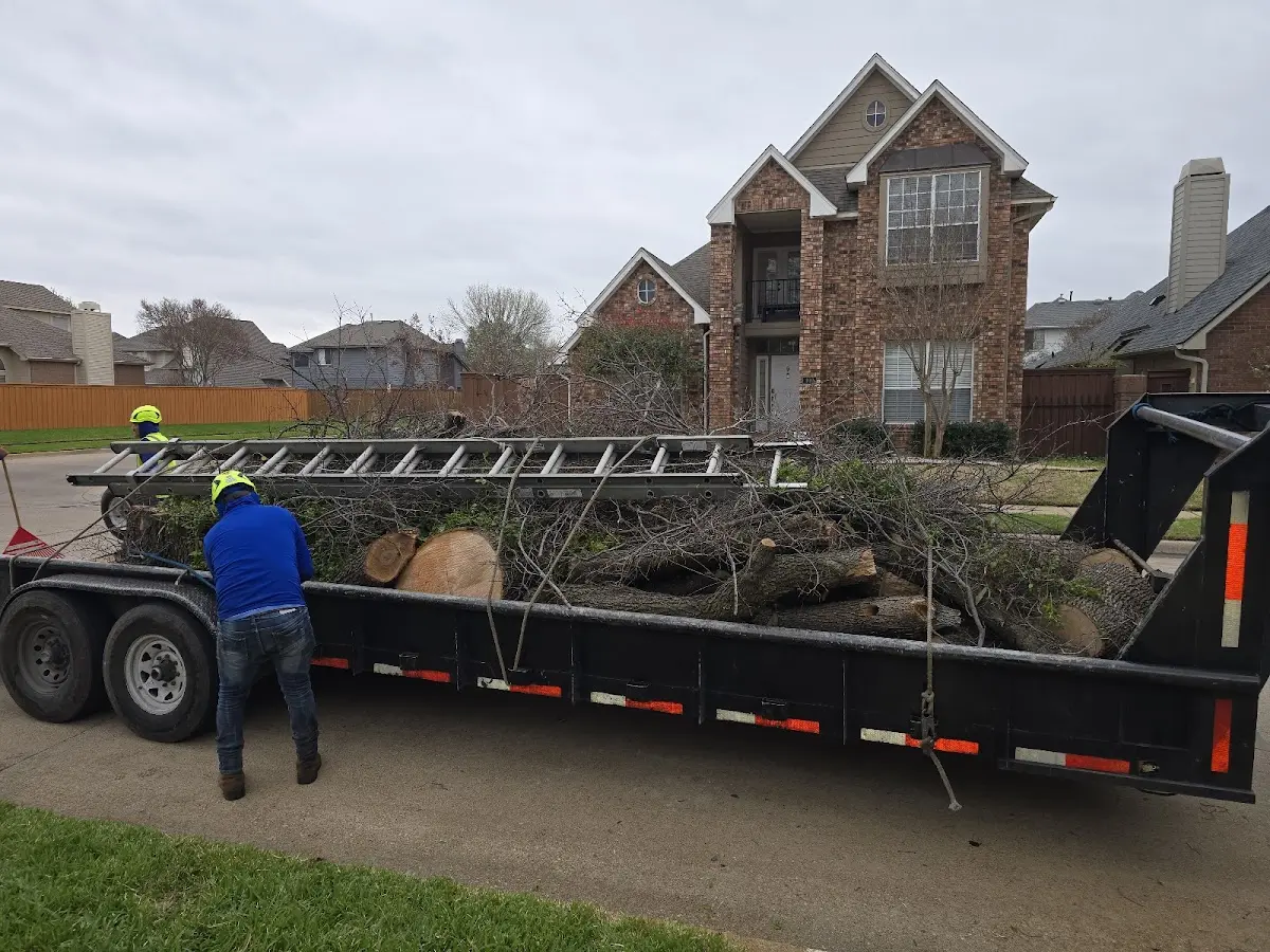 Expert Tree Removal with proper safety equipment in Ruidoso